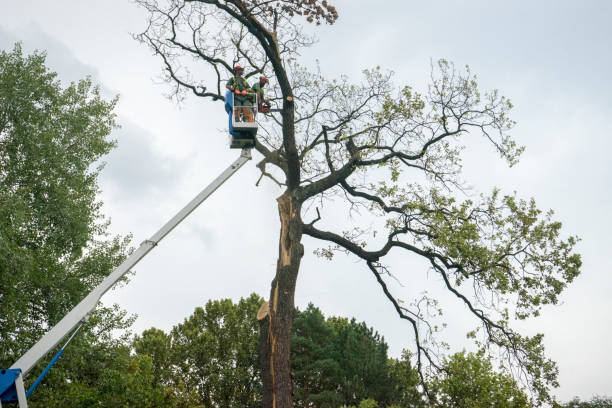 Reliable Tellico Village, TN Tree Care Services Solutions